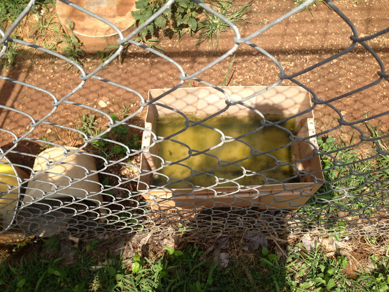 Photo: Big Cat Rescue